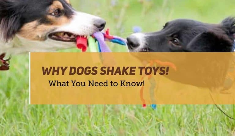 PuppyFAQs | Puppy and Dog Care Guides 8 Why dogs shake their toys